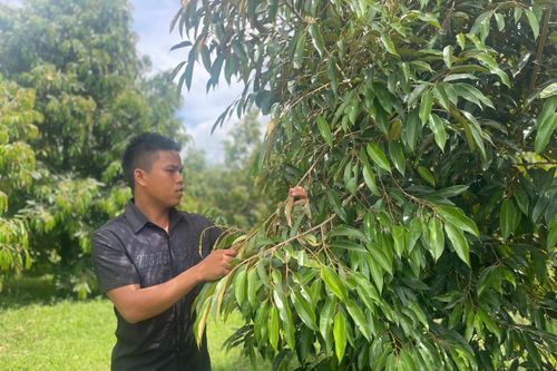 Xã Sơn Bình: Điểm sáng trong thi đua phát triển sản xuất