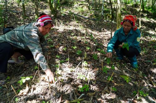 Tăng thu nhập cho người dân từ giống cây trồng mới