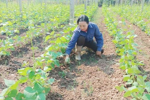 Lào Cai đã gieo trồng hơn 4.500 ha cây trồng vụ thu - đông