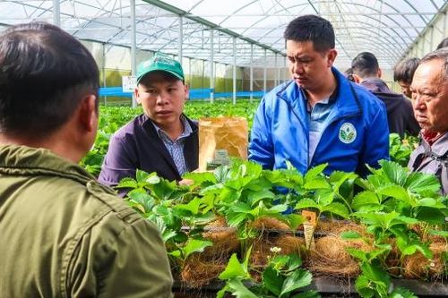 Khuyến nông - cầu nối liên thông với thị trường