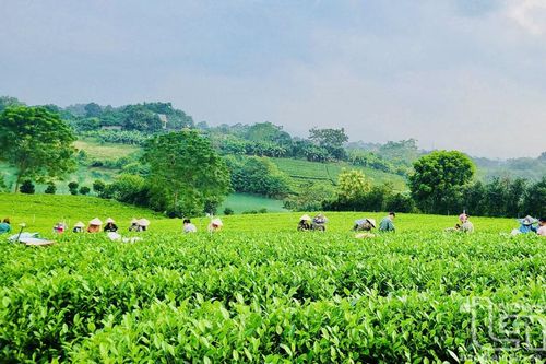 Chắt chiu hương đất, dâng đời vị ngọt