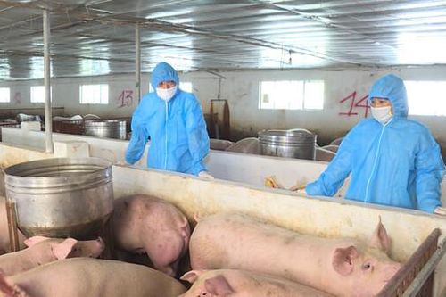 Thái Bình: Phát triển nông nghiệp bền vững với nhiều mô hình chăn nuôi gắn với bảo vệ môi trường