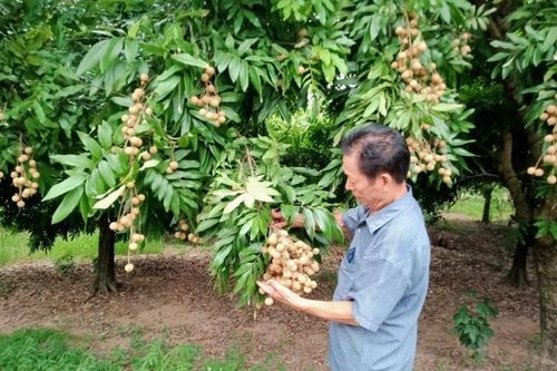 Quốc Oai nỗ lực chuyển đổi cơ cấu nông nghiệp