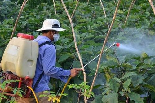 Làm gì để thuốc bảo vệ thực vật sinh học có 'đất sống'?