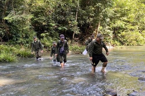 Tăng cường quản lý, bảo vệ rừng trong mùa mưa lũ