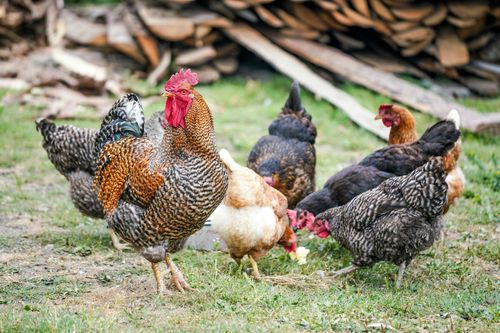 Bí kíp chọn gà ngon và đẹp