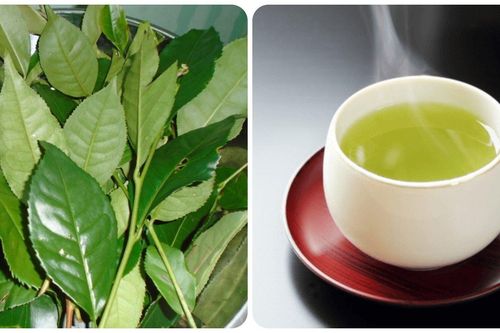 Uống nước chè xanh mỗi ngày có tác dụng gì?