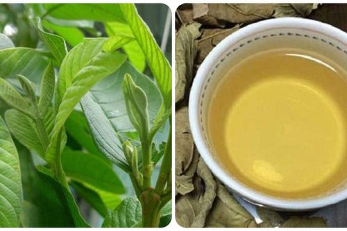 Một số bài thuốc chữa bệnh từ lá ổi và búp ổi