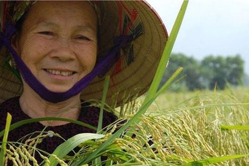 Phát triển thương hiệu Gạo nếp cái hoa vàng Thụy Lâm