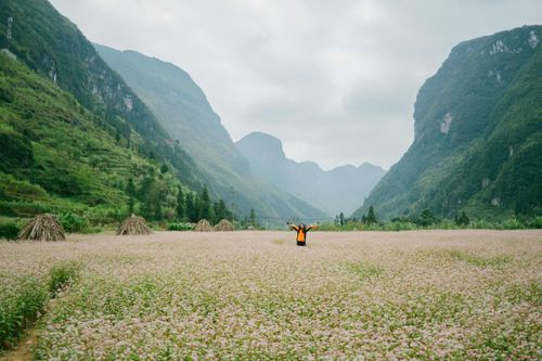 Ngắm tam giác mạch rợp tầm mắt tại Hà Giang