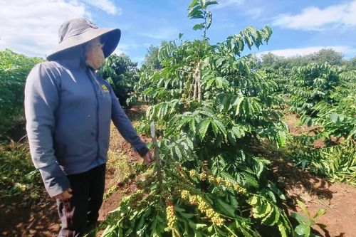 Điều tra vụ vườn cà-phê bị kẻ gian chặt phá