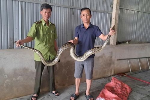 Trăn lạc vườn nhà dân