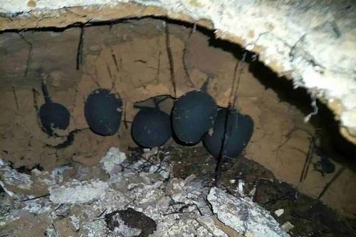 Loài nấm quý hiếm đắt hơn vàng nhưng không ai muốn bán