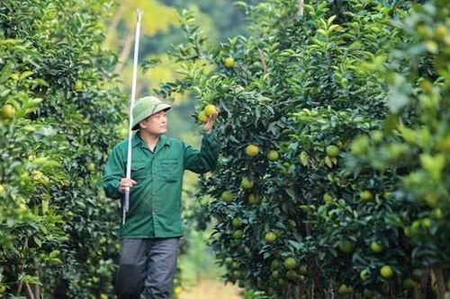 'Đột nhập' vườn cam 3 sao, giá tiền tỷ