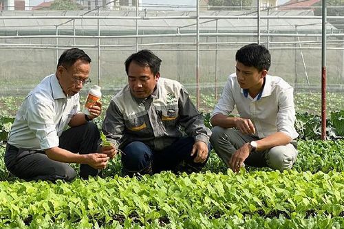 Phân bón hữu cơ Top One - giải pháp dinh dưỡng hiệu quả cho cây trồng