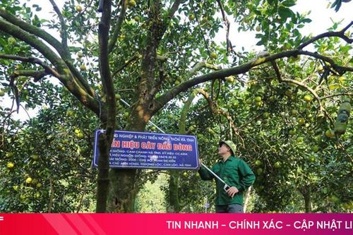 Mục sở thị những gốc cam gần 20 tuổi, quả ngọt lịm ở Hà Tĩnh