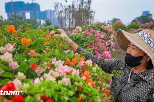 Làng hoa Phụng Công nỗ lực hồi sinh sau bão chuẩn bị đón Xuân 2025