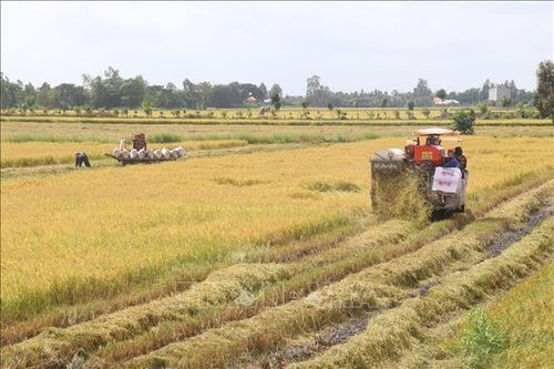 Lúa Thu Đông cuối vụ được giá