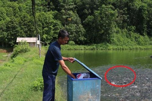 Bỏ phố về quê nuôi con vật to bự 'hiền như đất', anh nông dân thu về 4 tỷ đồng