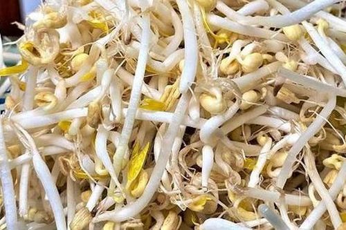 Chú ý 6 điểm này, biết ngay giá đỗ sạch và giá đỗ 'ngậm' hóa chất