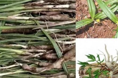 Phát tài nhờ giống cây dại mọc đầy trên núi, 1 triệu/kg, ở Việt Nam cứ tìm là thấy