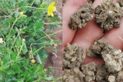 Cỏ dại hóa 'kho tiền', giá tăng 20 lần chỉ sau ba năm, người Việt hái mỏi tay không hết