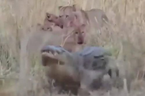 CLIP: Cuộc đối đầu căng thẳng giữa 'sát thủ đầm lầy' và bầy sư tử, cá sấu thất bại ê chề trước kẻ thống trị thảo nguyên