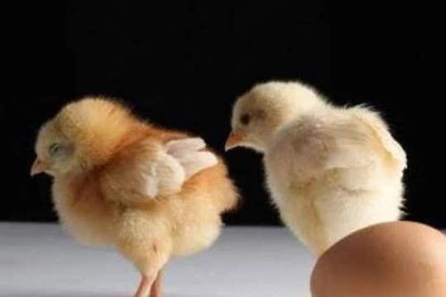 Cái gì sinh ra trước, con gà hay quả trứng? Hãy xem các nhà khoa học Anh nói gì, bạn sẽ hiểu!