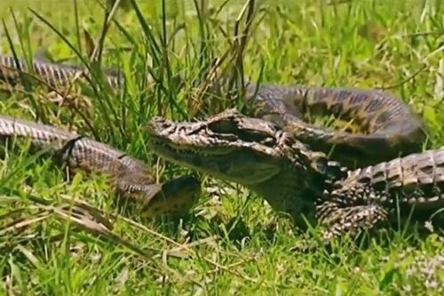 CLIP: Đối đầu với cá sấu, trăn anaconda nhận cái kết bi thảm
