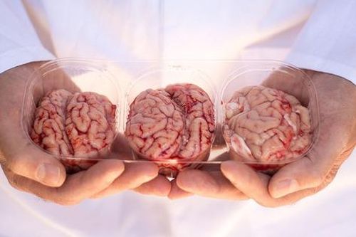 Hồi sinh não lợn đã chết gần 1 giờ nhờ sức mạnh của gan