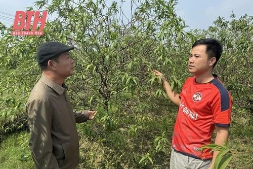 Đào Quảng Chính chuẩn bị cho Tết nguyên đán Ất Tỵ 2025