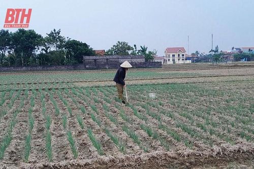 Nga Sơn nâng cao giá trị sản xuất vụ đông