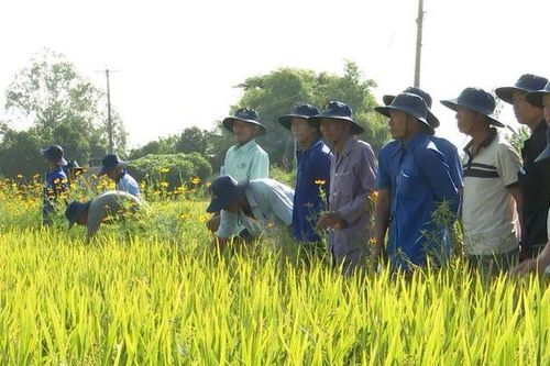 Châu Phú tổng kết mô hình sản xuất lúa hàng hóa thương phẩm