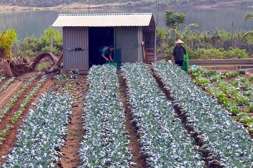 Điểm tựa sinh kế ở Mường Lay