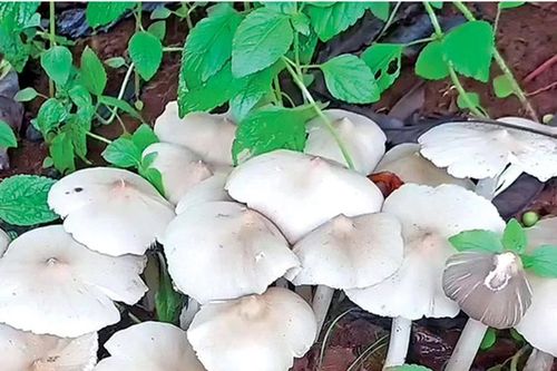 Mùa nấm mối