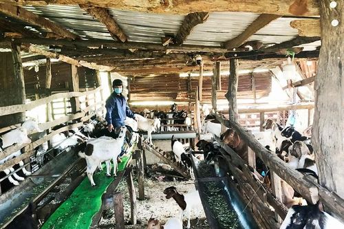 Chư Pưh xử lý nghiêm cơ sở chăn nuôi gây ô nhiễm môi trường