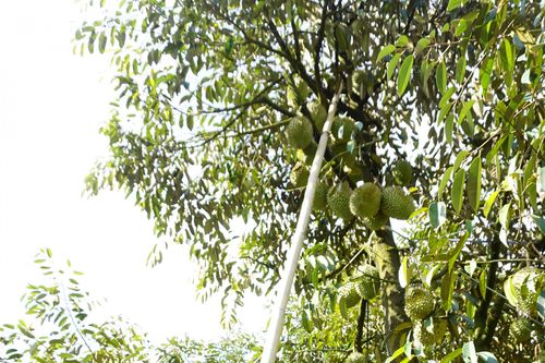 Khánh Sơn: Hỗ trợ phát triển mã số vùng trồng