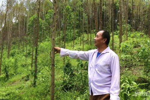 Khẩn trương phòng, trừ bệnh trên cây bạch đàn