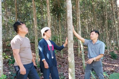Bảo Yên hoàn thành và hoàn thành vượt mức 12/37 chỉ tiêu kinh tế - xã hội của năm