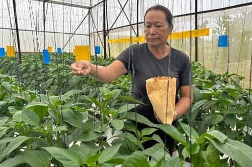 Rửa vườn, nuôi thiên địch