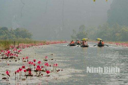 Đẹp nao lòng mùa hoa súng tím ở Tam Cốc
