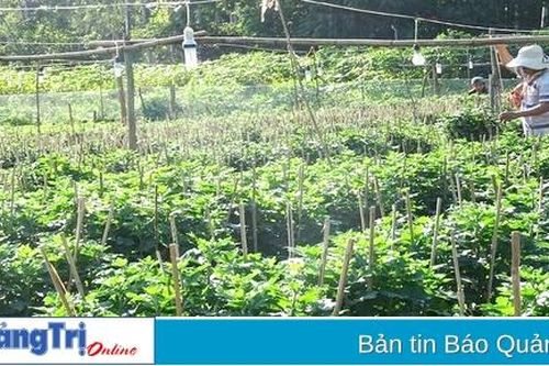 Chăm sóc hoa phục vụ tết Nguyên đán