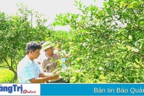 Huyện Vĩnh Linh nhân rộng mô hình vườn mẫu
