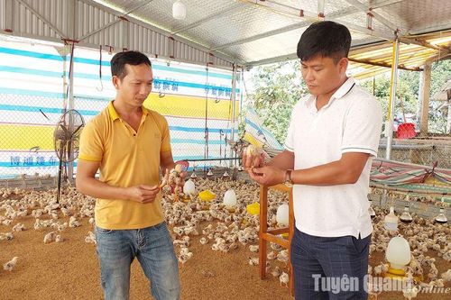 Chuyện nuôi gà giống