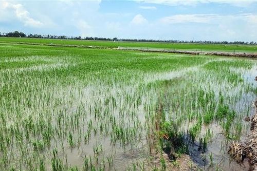 Vợ Phó Chủ tịch huyện gây bão mạng khi tuyên bố cho con gái 600 công đất trong đám hỏi