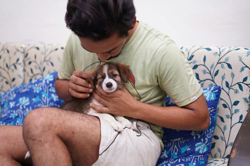 Người nuôi chó mèo có cần đi xét nghiệm để phát hiện sán chó?