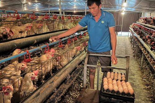 Hoạt động Quỹ Khuyến nông còn nhiều khó khăn