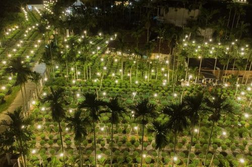 Quảng Ngãi: vùng trồng cúc Tết rực sáng về đêm