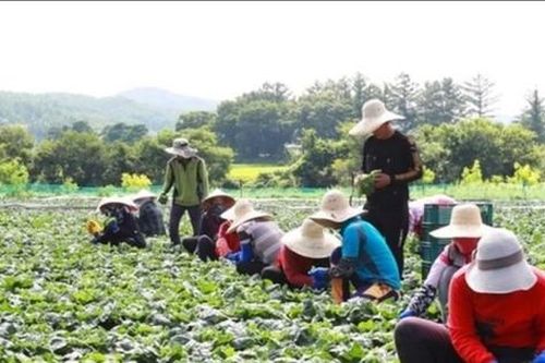 Cảnh báo dịch vụ lừa đảo đưa lao động đi nước ngoài