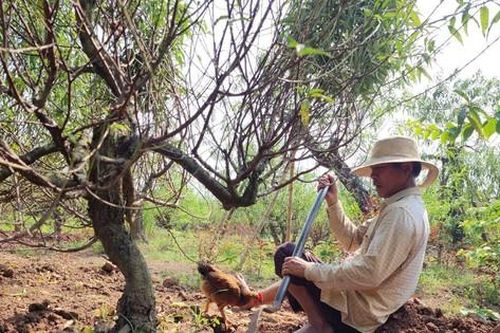 Người dân đánh bầu, tuốt lá để hoa đào nhiều nụ, nở đúng vụ Tết